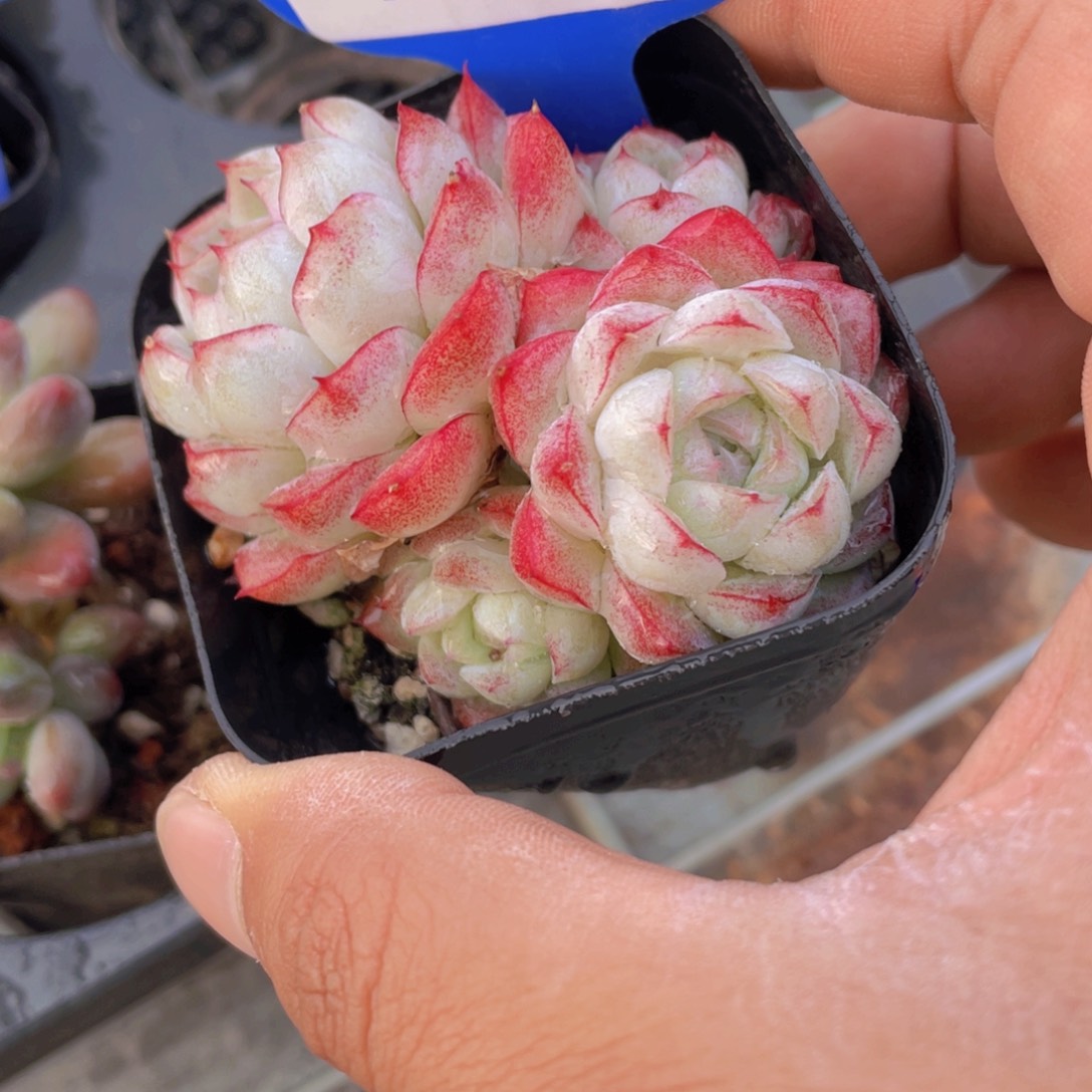 1052号全状态女王多头群一个