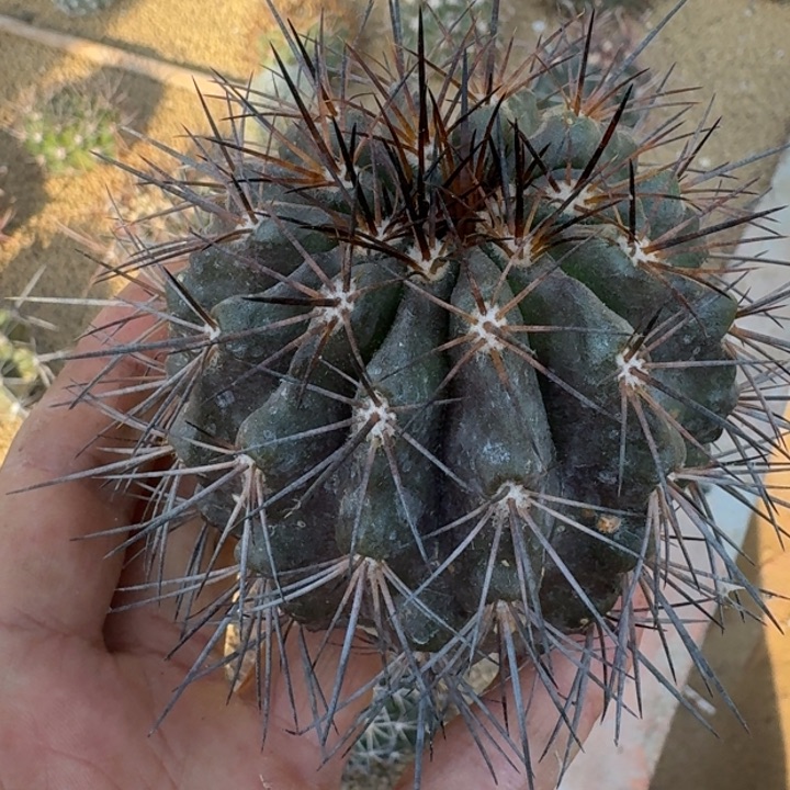 大尤黑王有根微瑕66666