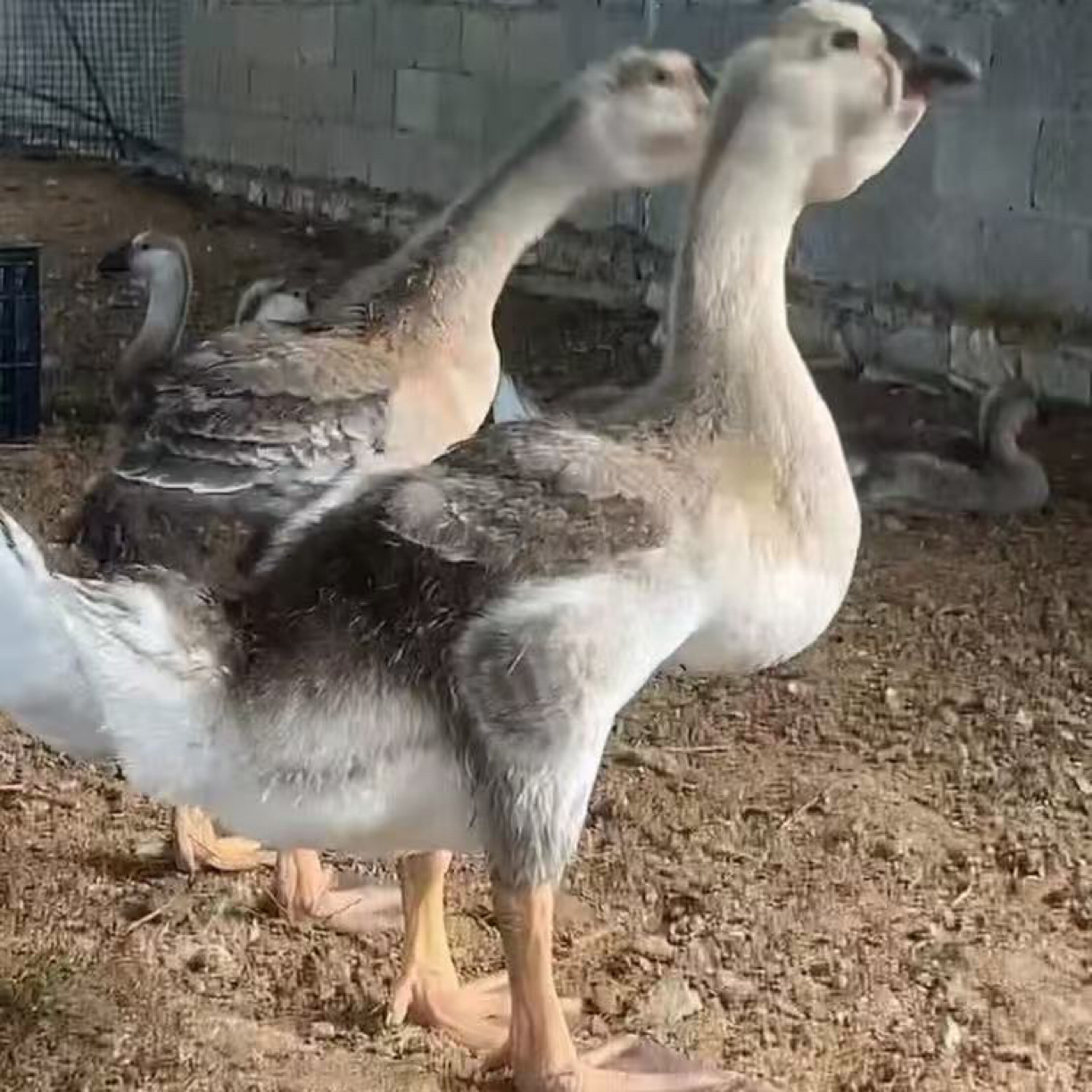 特大观赏鸭宠物鸭