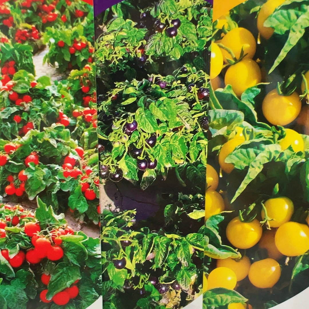 盆栽番茄种子组合（黄红紫）三色