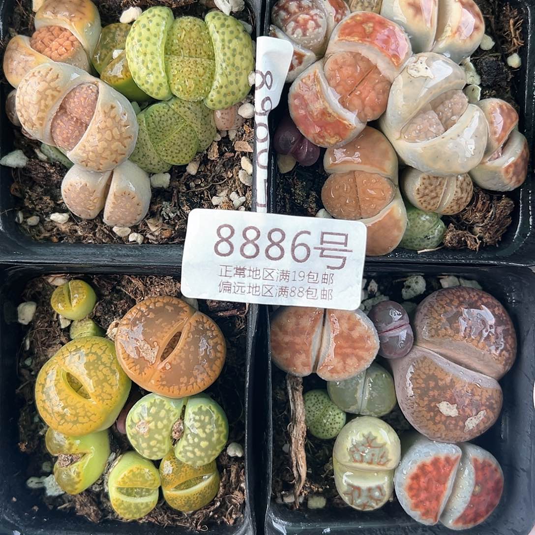 8886 好养易活生石花大母本共4盆