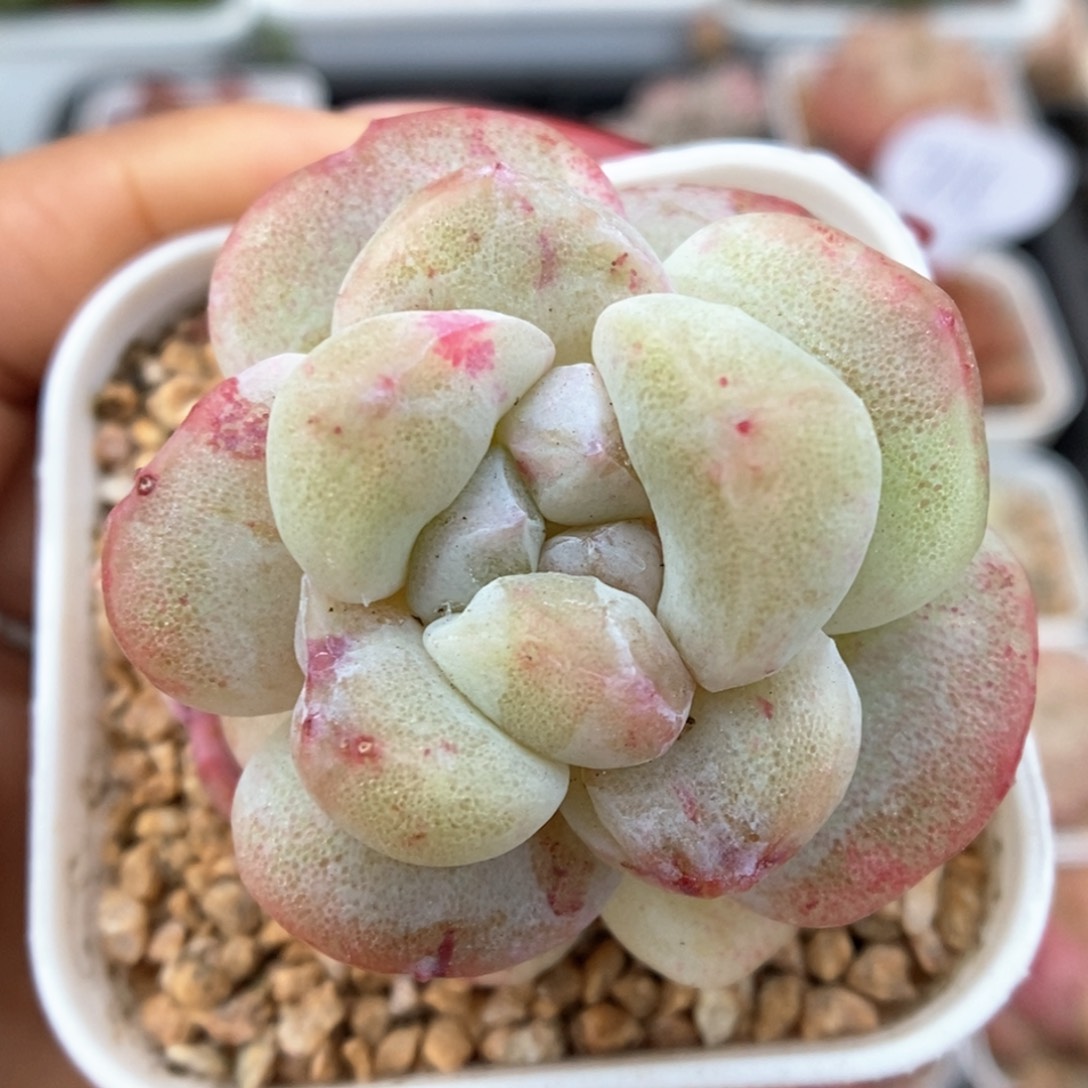 冰玉石化可拍716号。