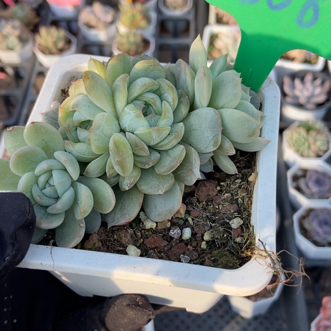 808白恋多肉植物多肉