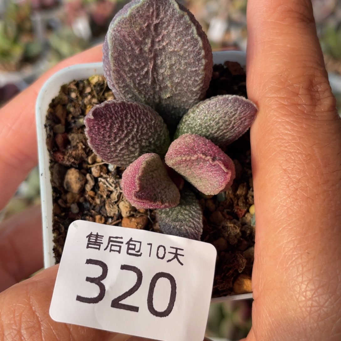320。                  