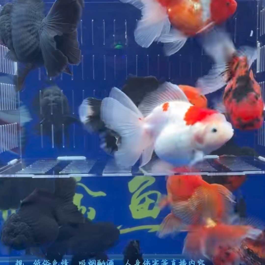武龙高端泰狮小尺寸的2条包邮