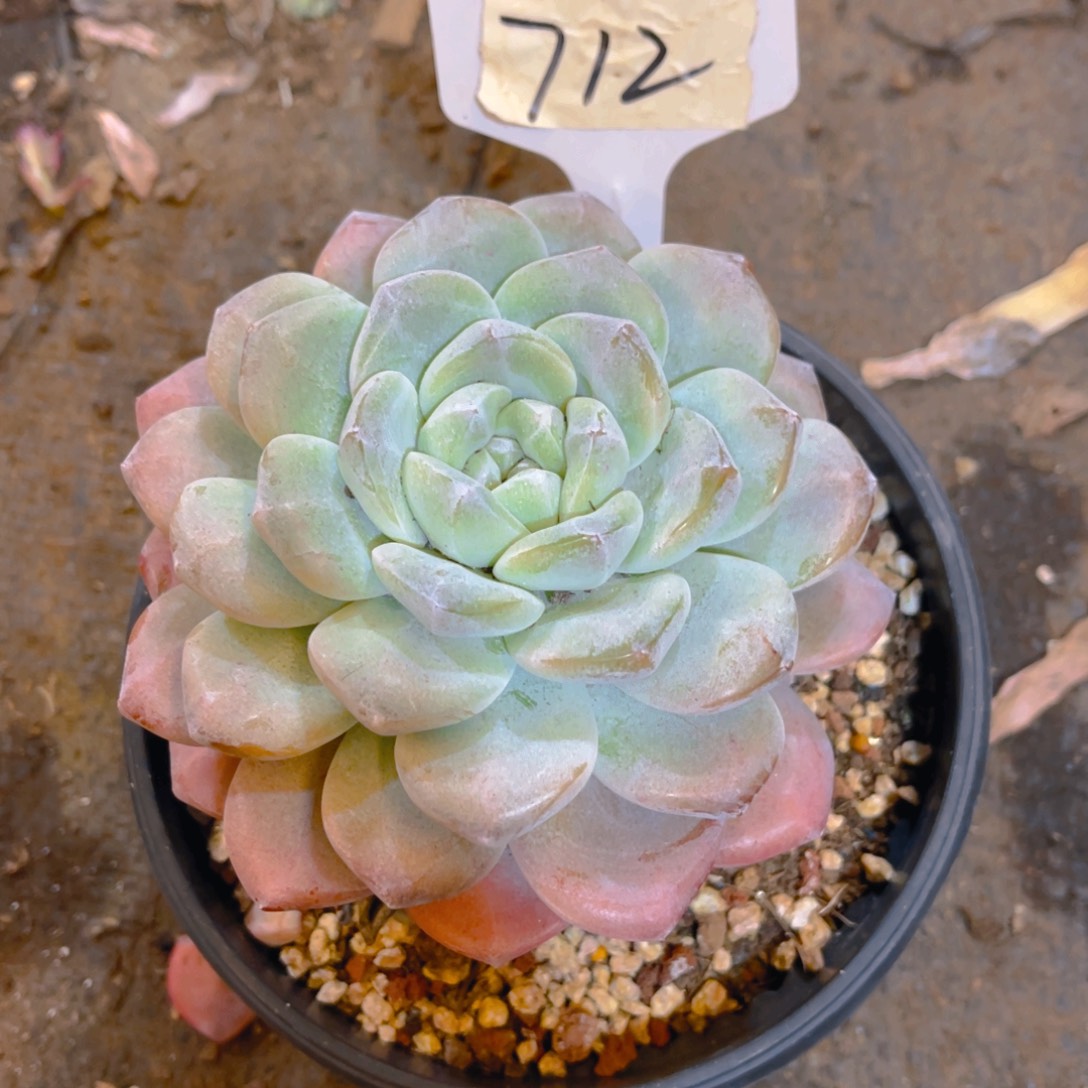 白***：000000000000712冰玉