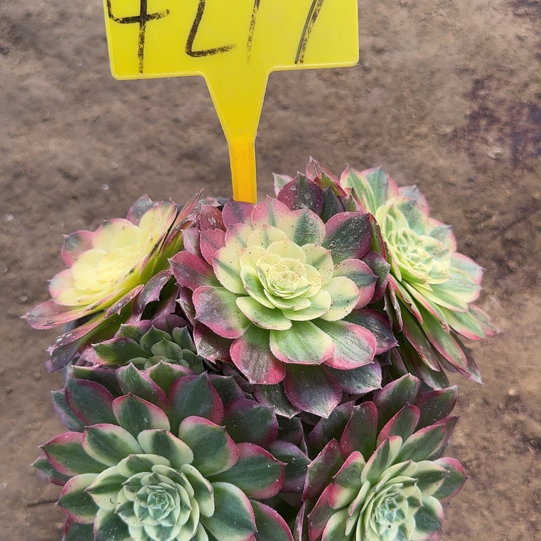 4277--+多头多肉植物海王多肉