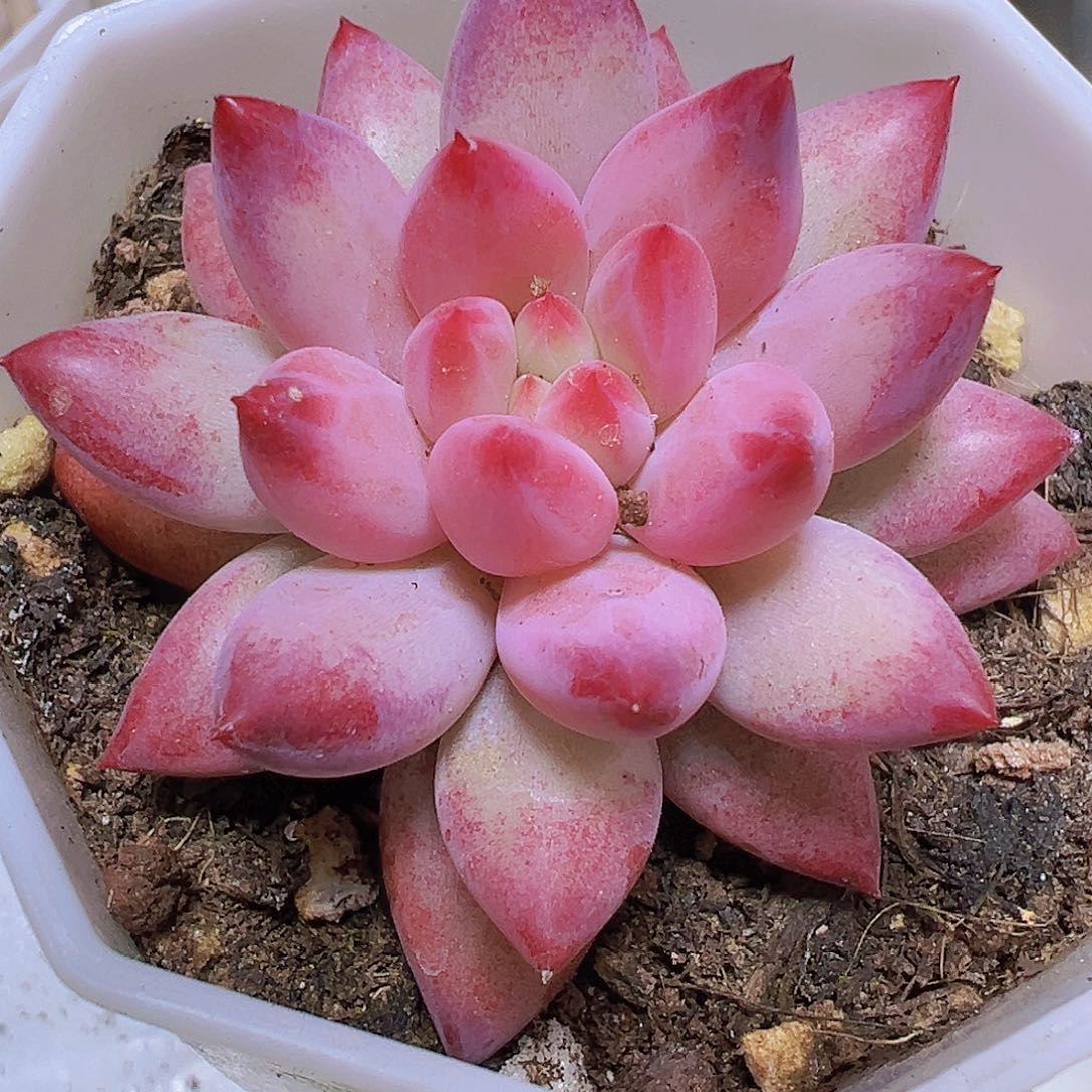 正版车厘子19包邮多肉植物