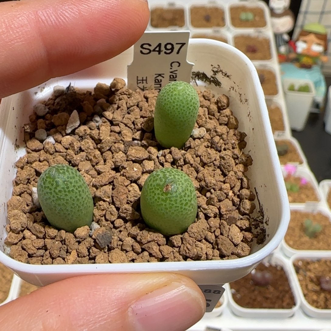 肉锥多肉植物好看-玉米一盆1604