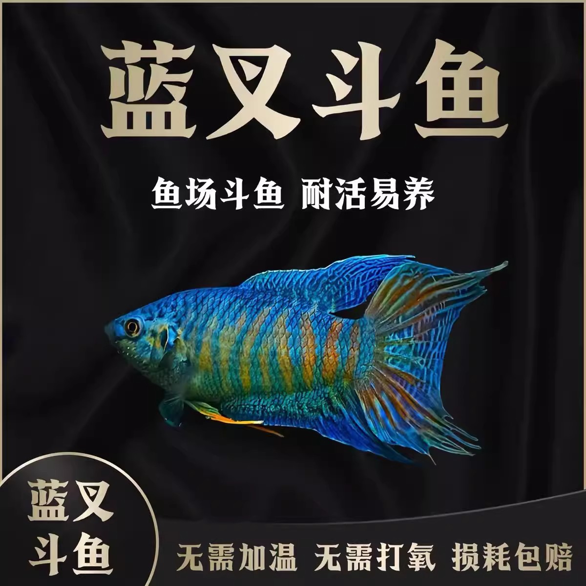 蓝叉小型普叉冷水巨普观赏鱼中国斗鱼蓝叉耐活鱼苗淡水鱼淡水活鱼