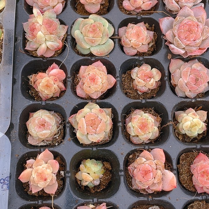 幽兰穴一个满25包邮