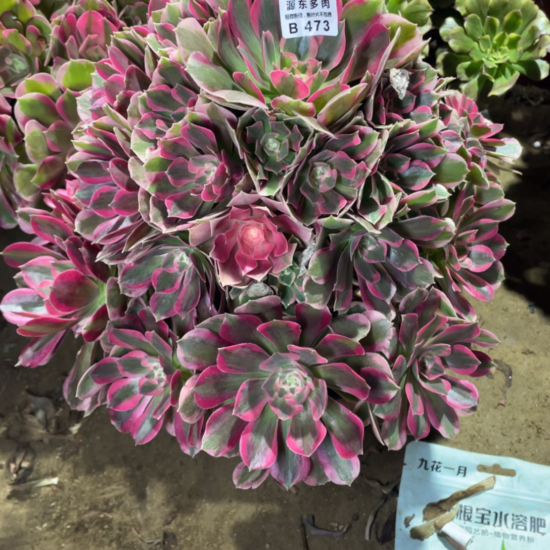 473青苹果多肉法师断枝不包