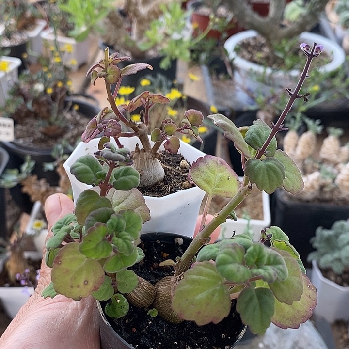 267爱是延命草带盆