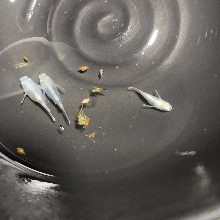 青鳉鱼天使球观背青鳉