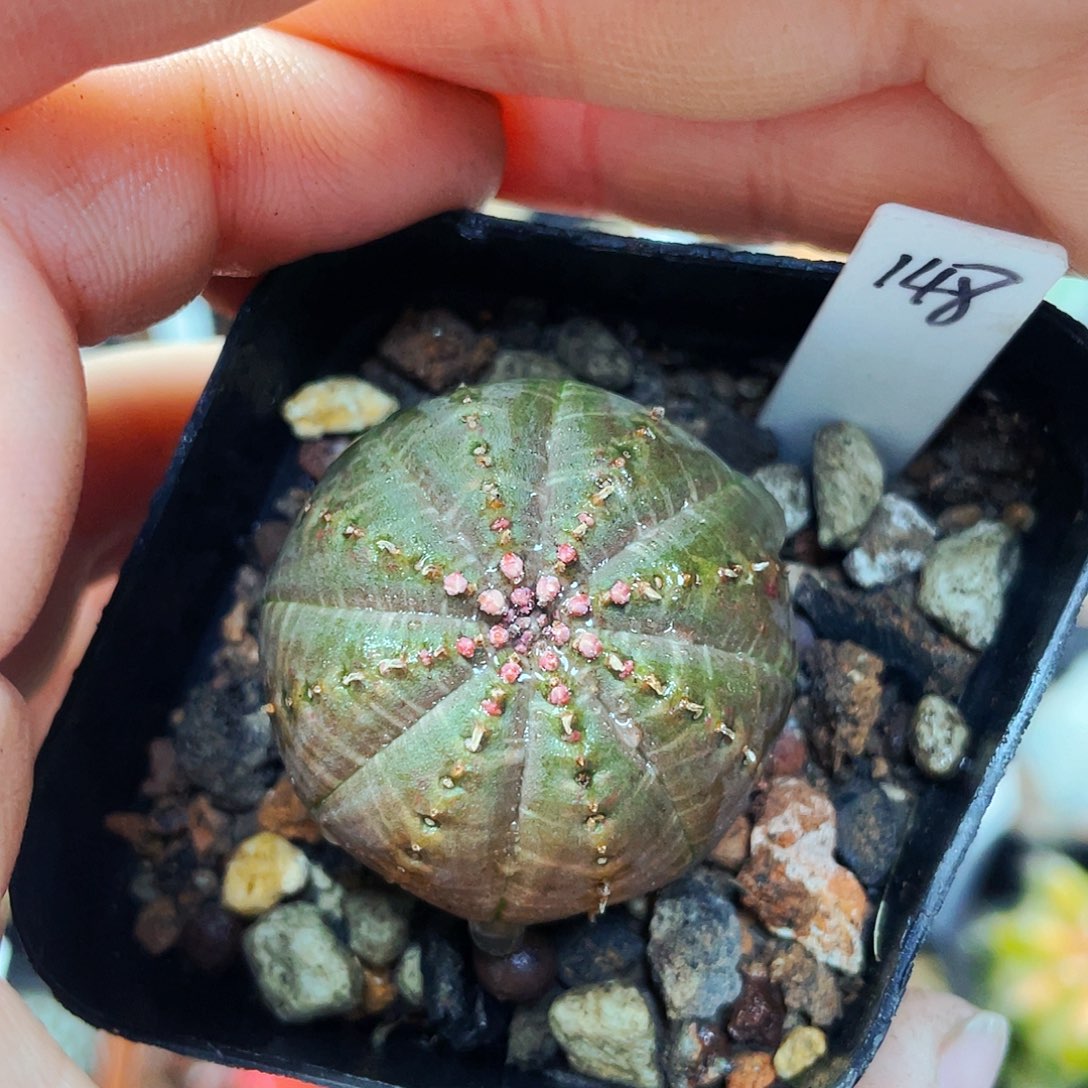 非偏远地区满25包邮仙人球