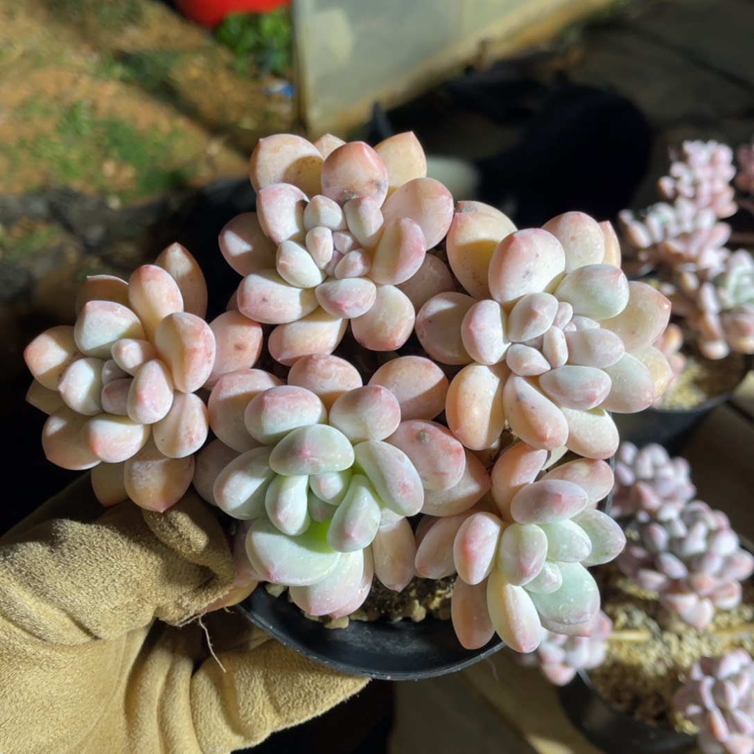 一物一拍不支持退换