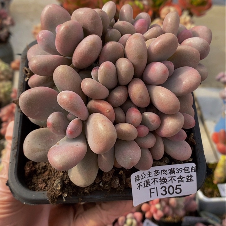 桃蛋有砍10cm305多肉植物