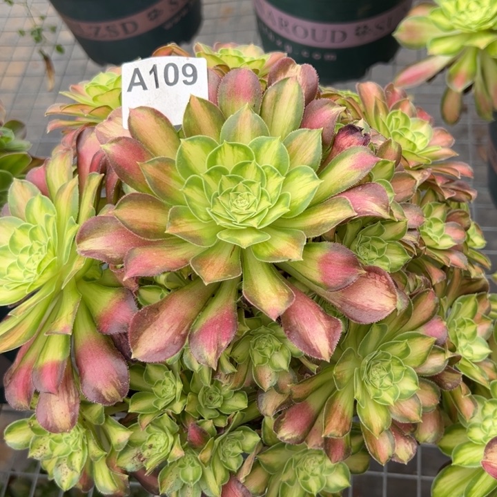 109韶华25厘米左右