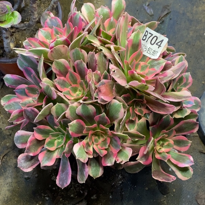 妖月多肉断头不包704