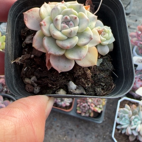 1粉布偶锦多肉植物多