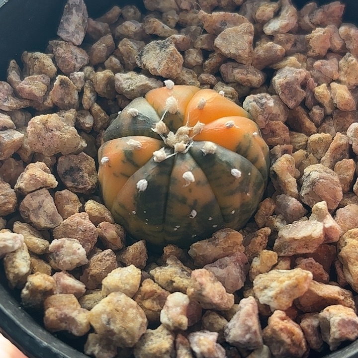 仙人球实生兜锦星球属