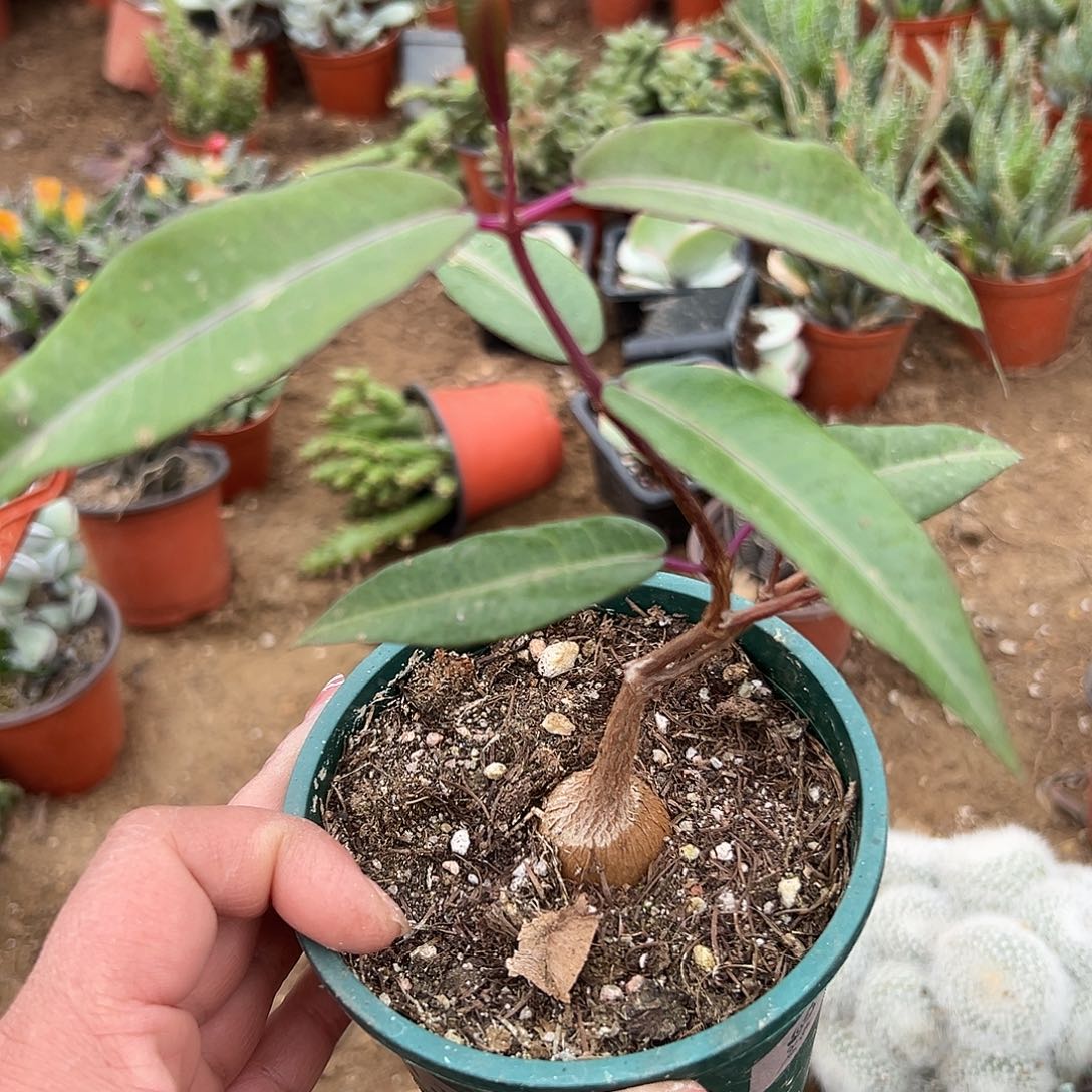 多肉植物紫背罗摩