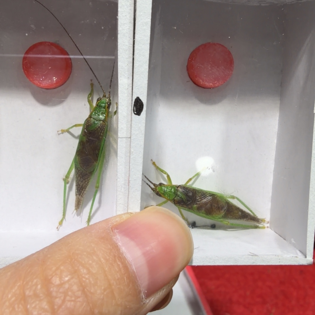 蟋蟀霍氏须头有长短一条