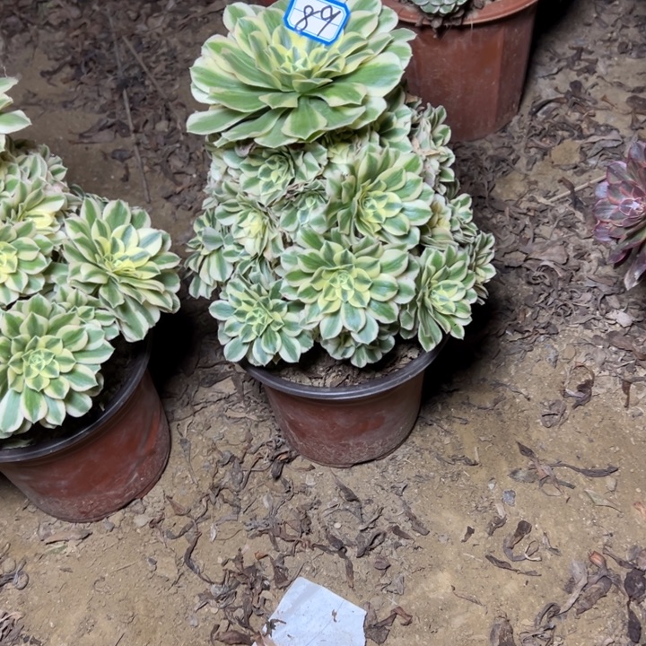 用***3多肉植物迈八赫法师89