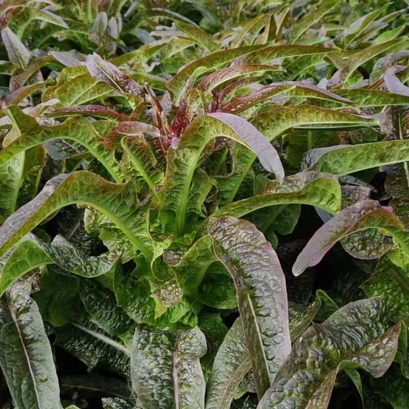 露天种植新鲜紫叶香莴笋莴苣时令蔬菜现摘现发清脆爽口