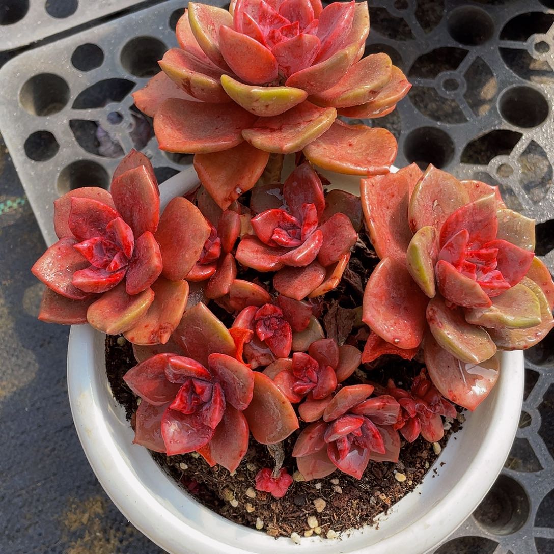 琉璃盏多肉植物群2132