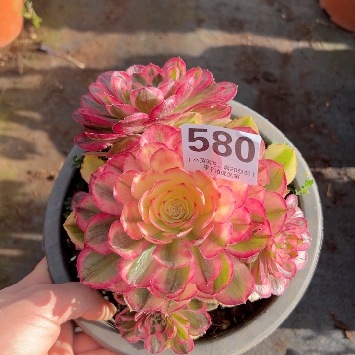 580多肉植物海神