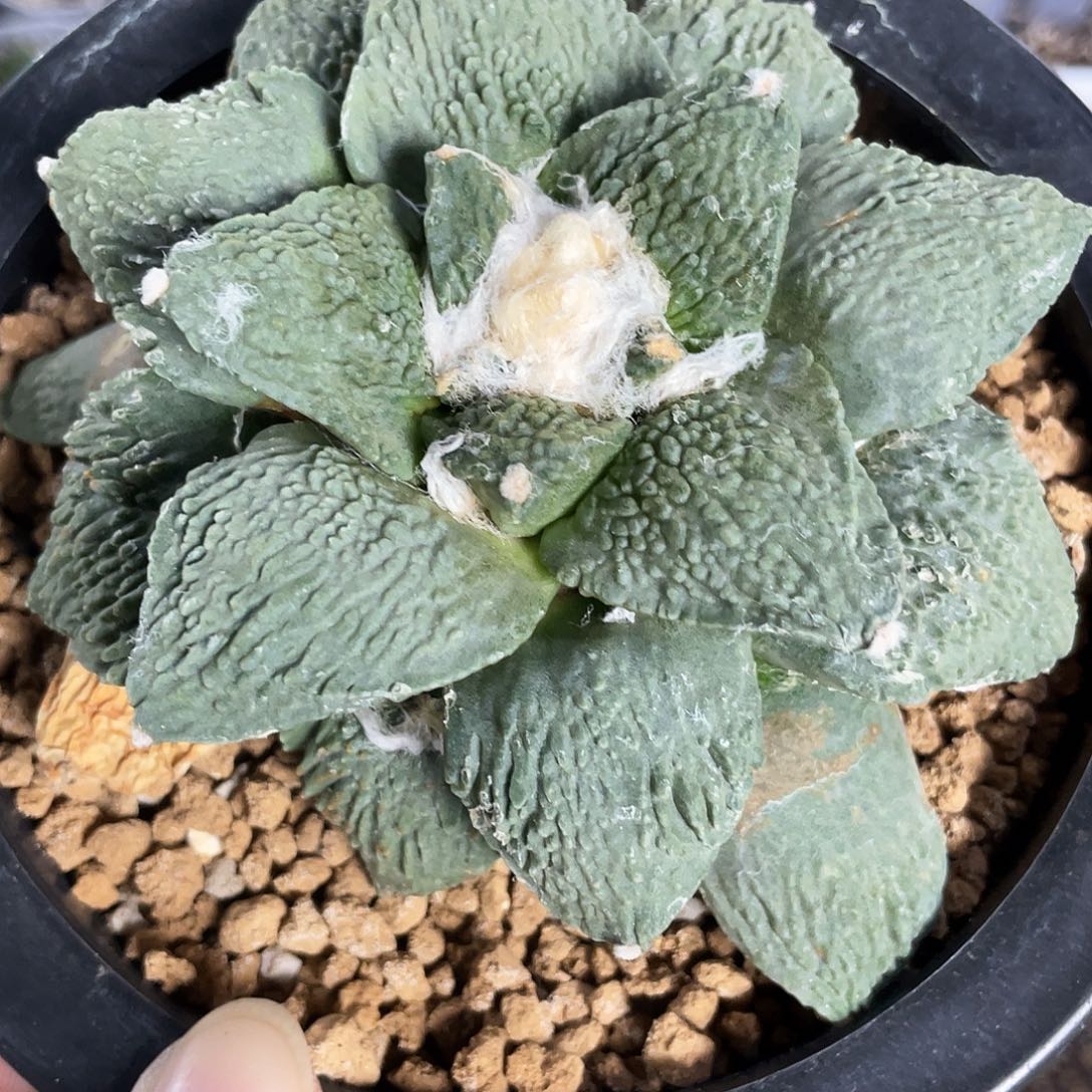 24日27号自根密友怒涛牡丹