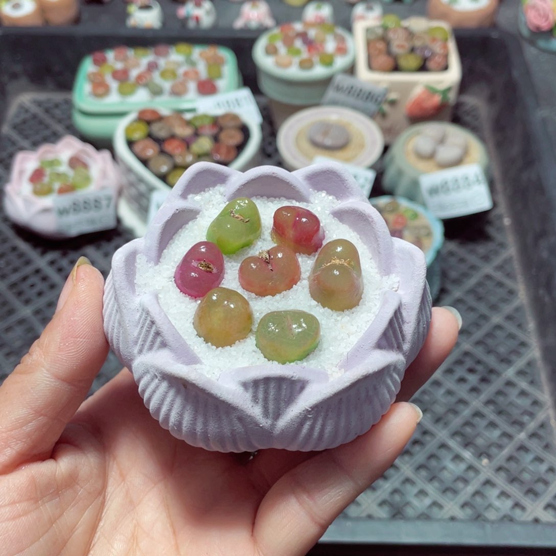 w8891 带盆土发货-零下地区拍保温箱