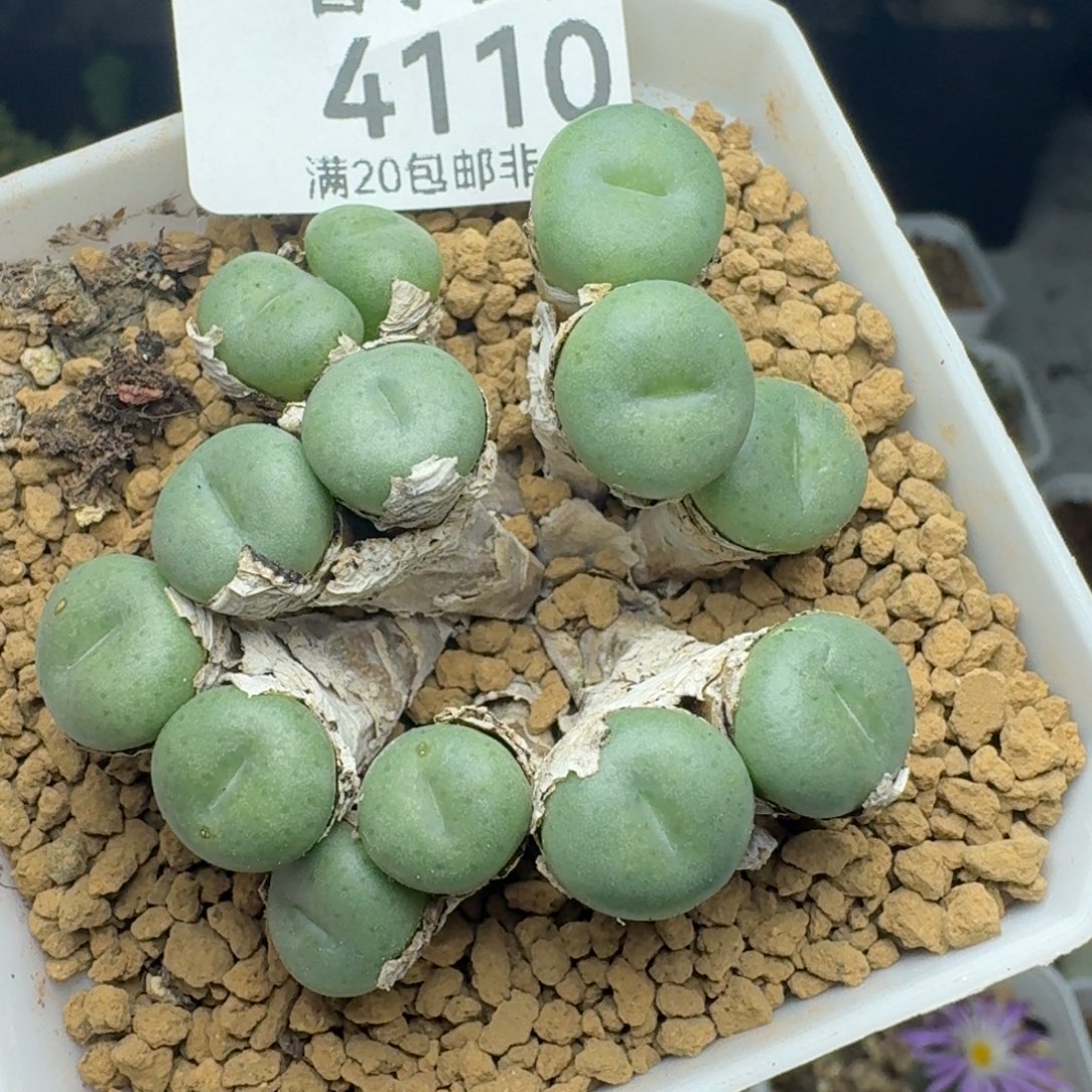 紫花小饼带盆土。           