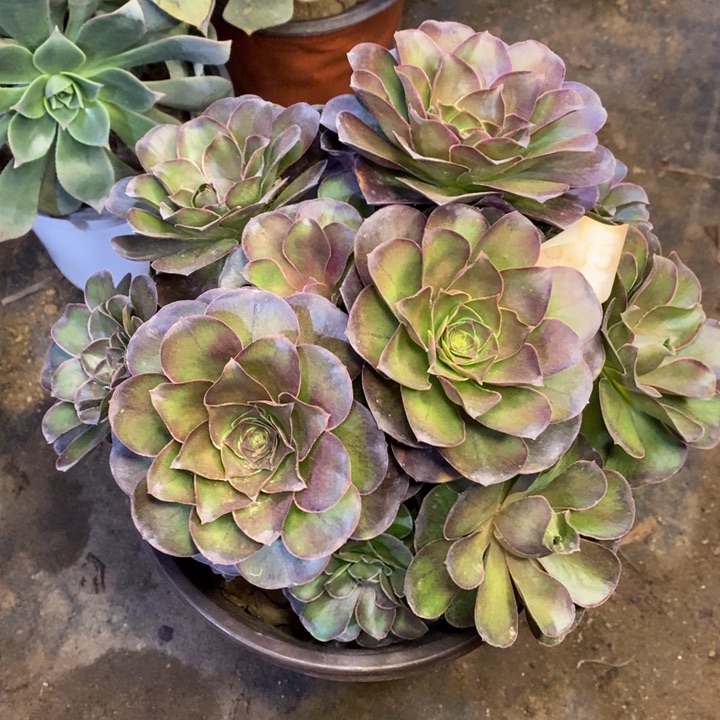 魅金多肉断头不包1335