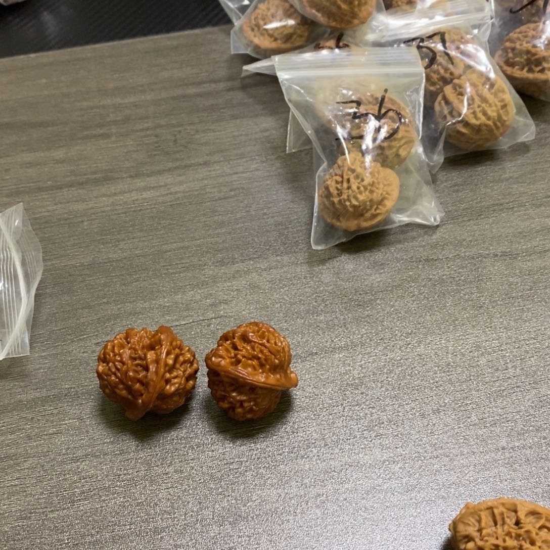 盐***儿秦岭森林中发现两条蛇