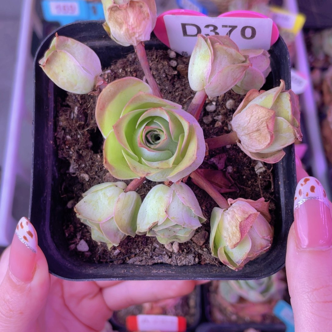 单品一物一拍370号山地玫瑰