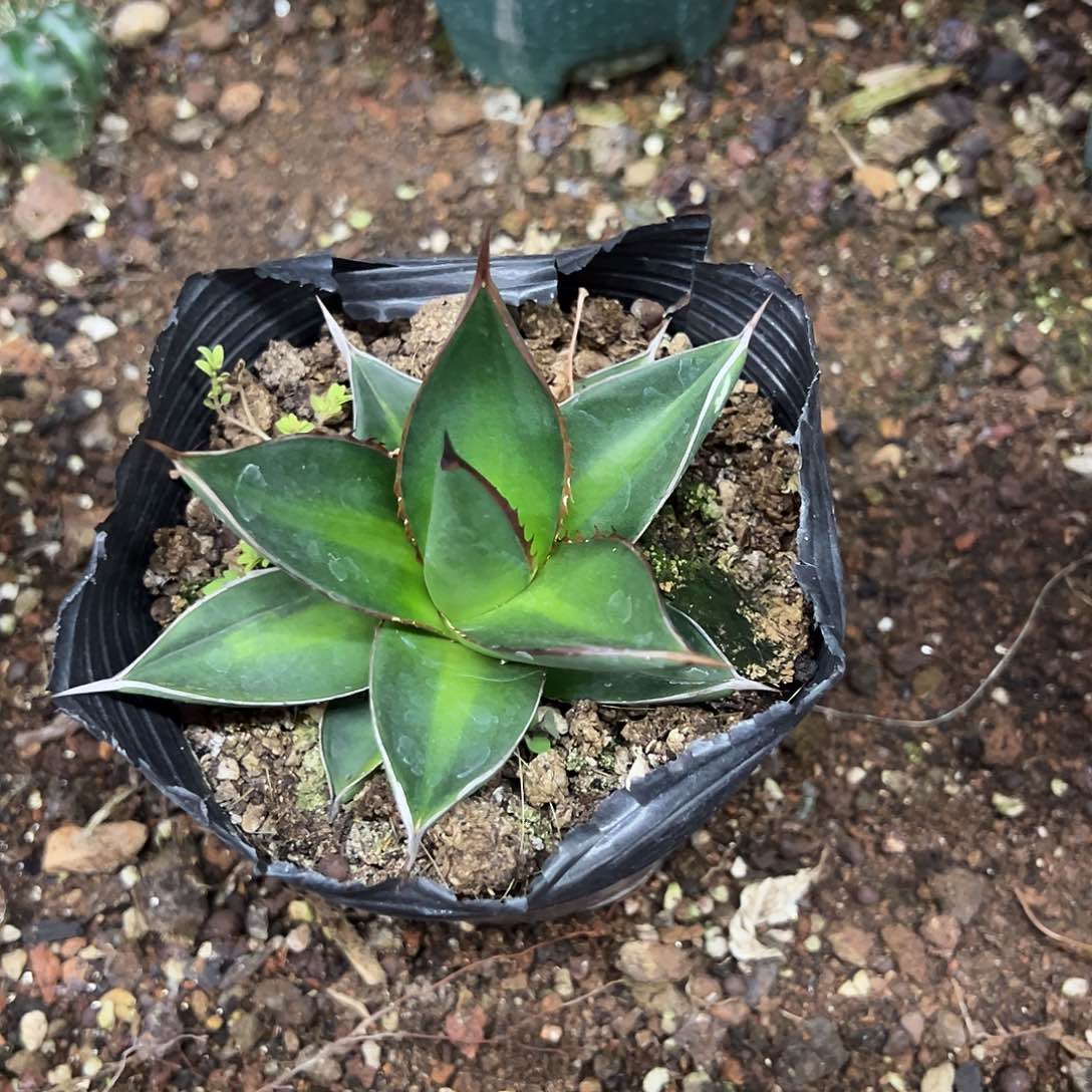 张*林青皮生长发育