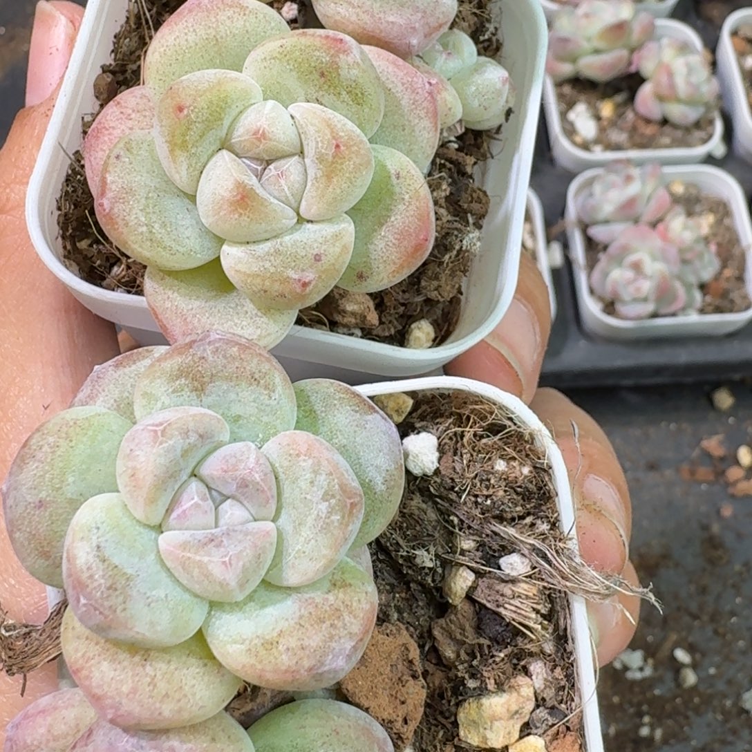 07号到手3颗，双头紫心冰玉