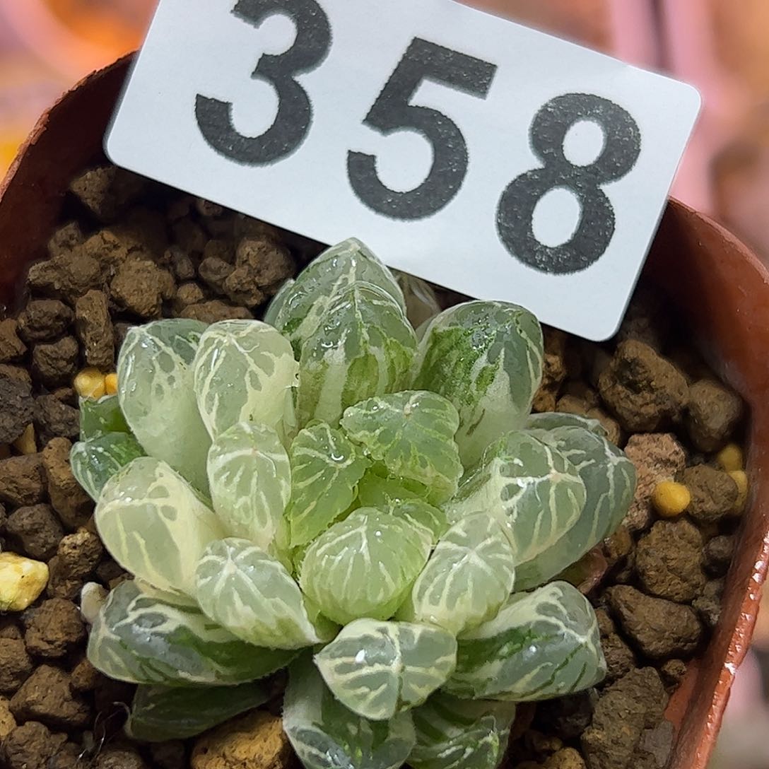 糊斑宫灯锦十二卷多肉植物