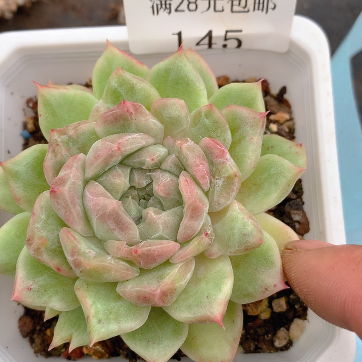 【闪购商品】云145号