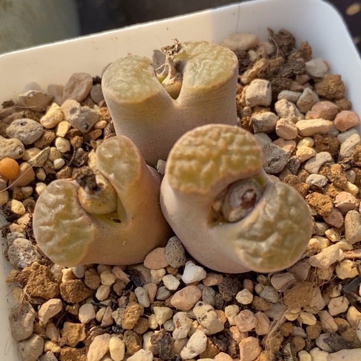 1873母本磁铁一群