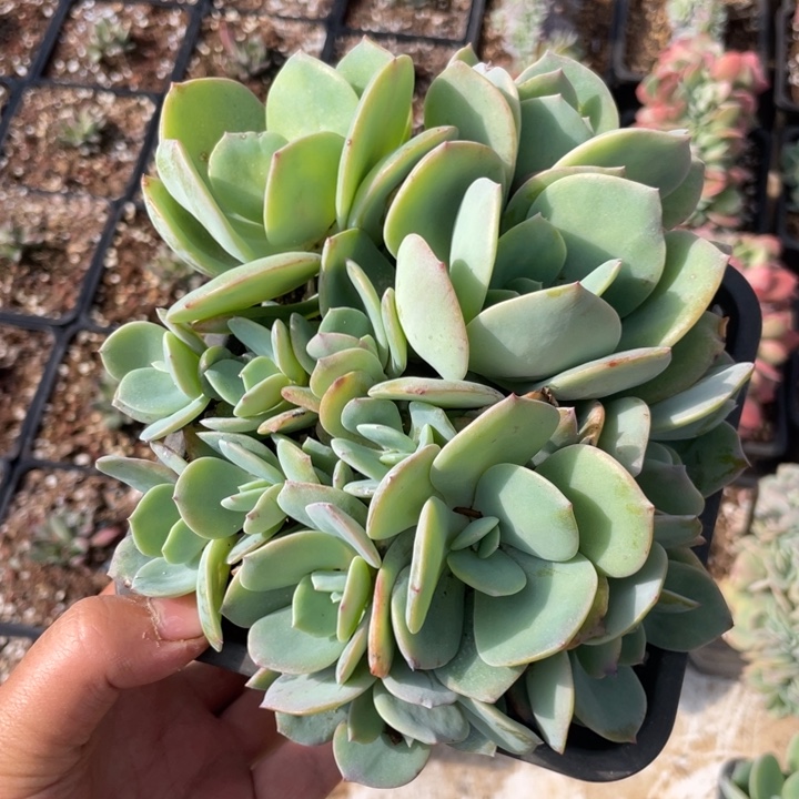 白凤14头无砍包正版