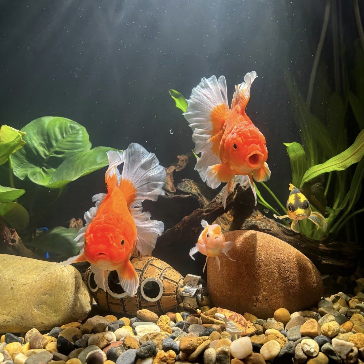 【大尺寸国粹金鱼】多种金鱼混搭混搭15条4-6公分不接受指定