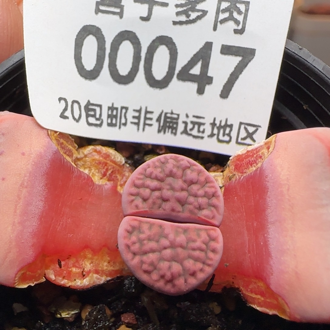 阿克塞尔玫瑰。     带盆土。 