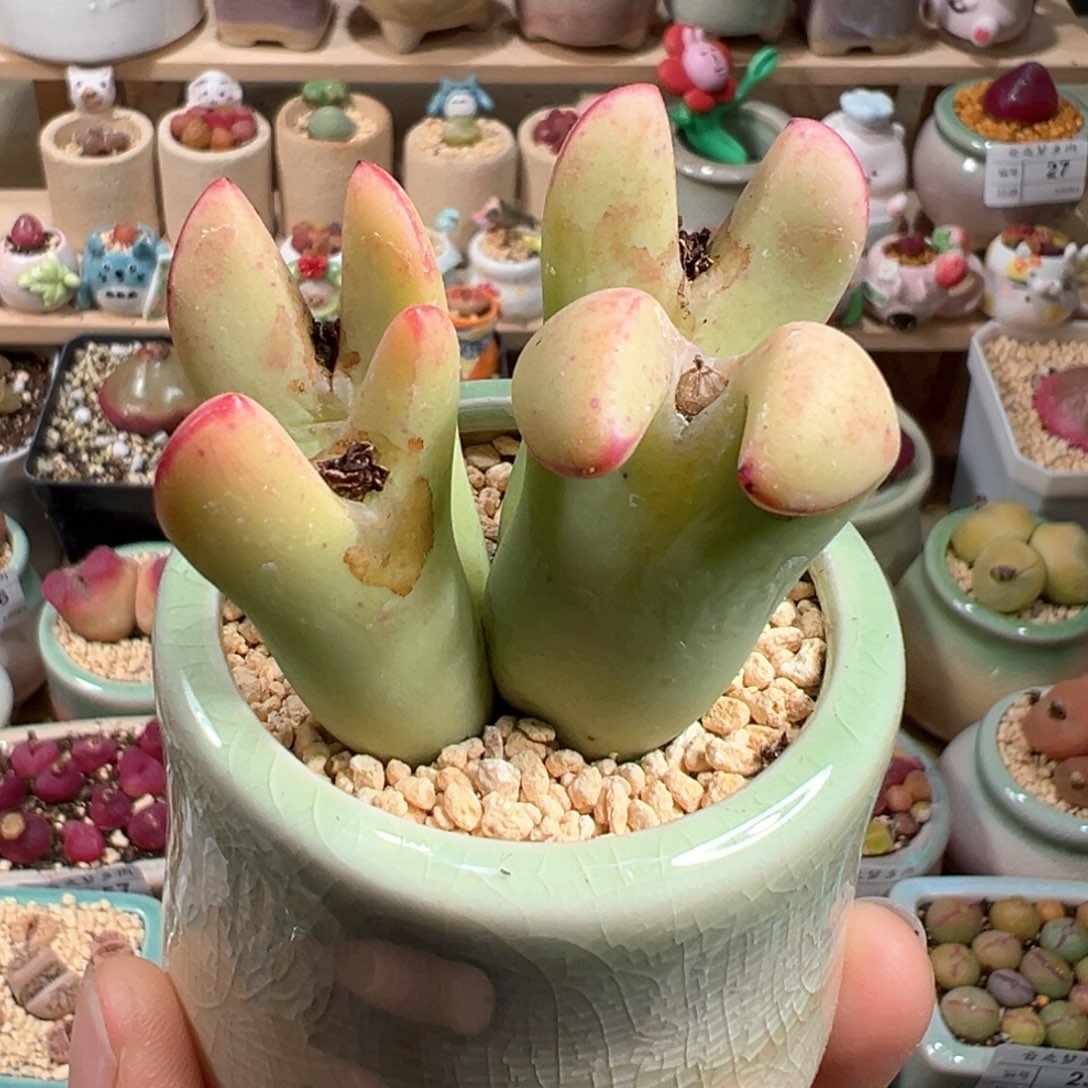 多肉植物34号巨型少将