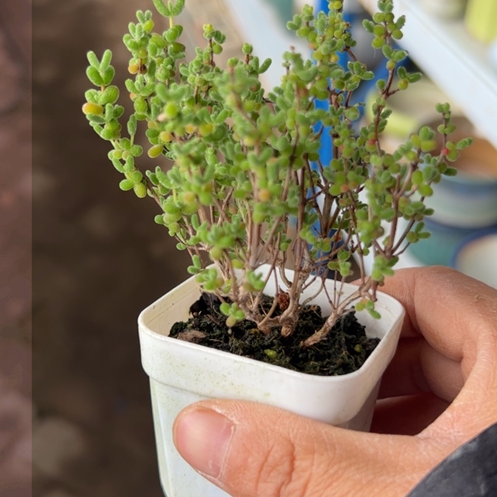 新疆包邮 蜜桔糖球