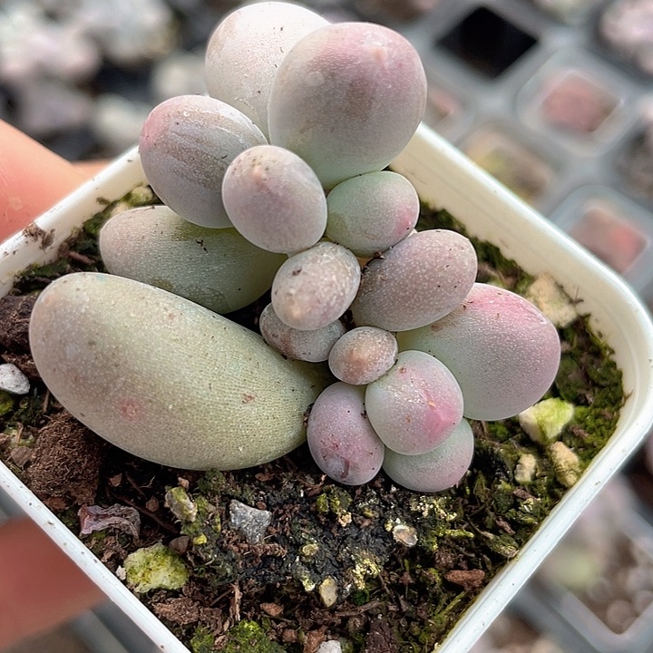 一物一拍满18包邮