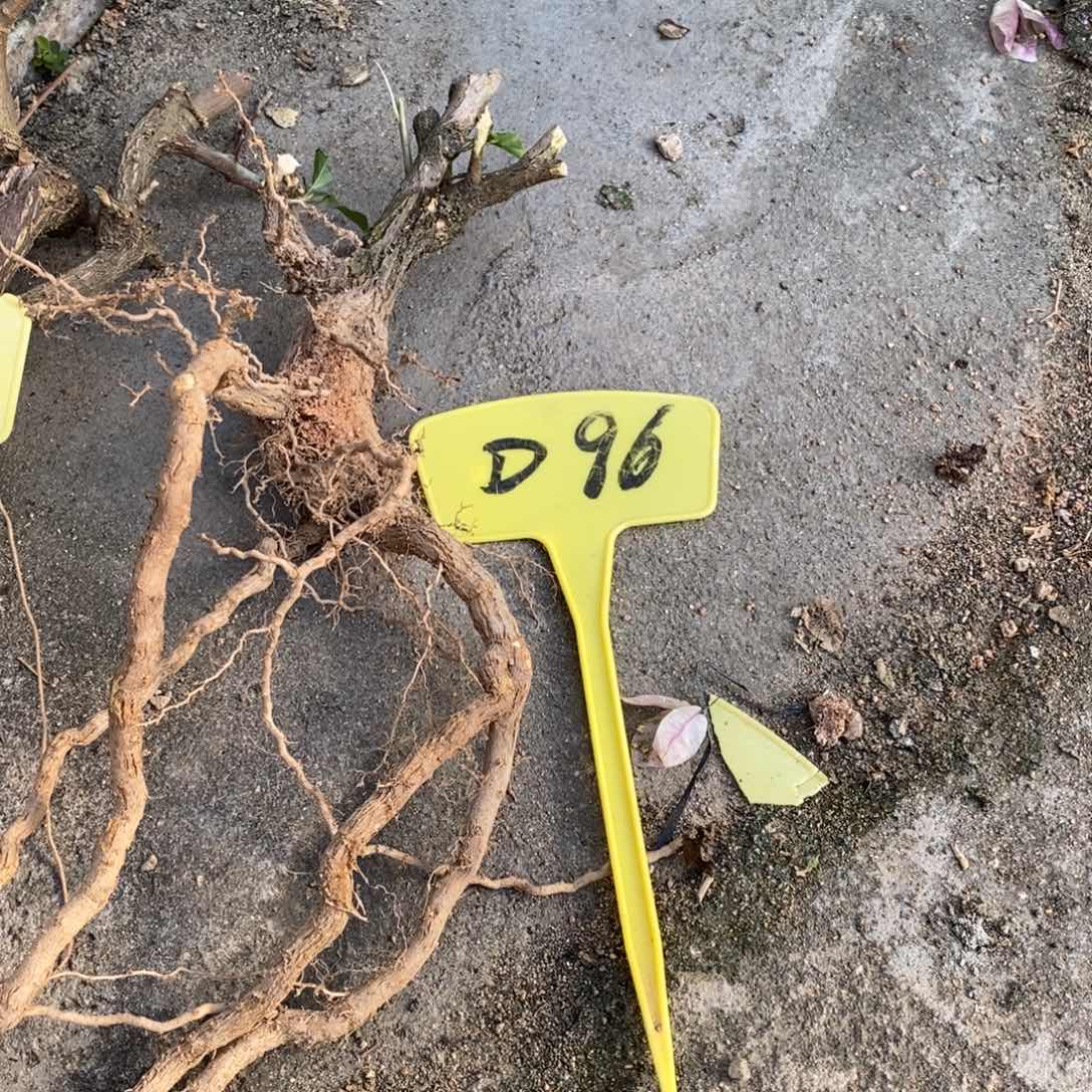 无花朵三角梅桑巴D96