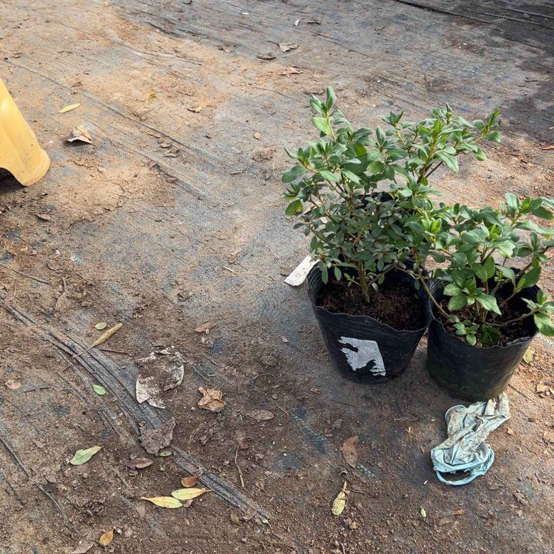 九***艺完全开放玉玲2丸子1